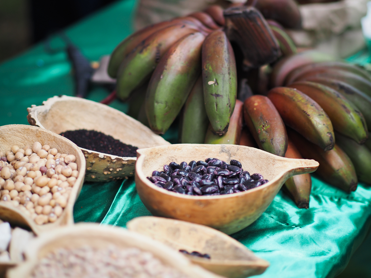 Seed Systems and Human Rights