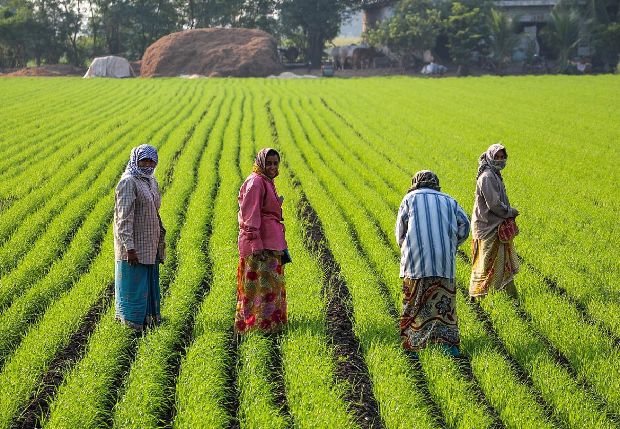 Andhra Pradesh – How Nature-Based Farming Could Feed the Future